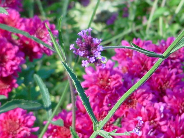 pink flowers.jpg